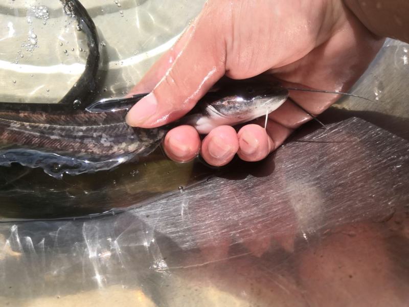 鲶鱼苗，快大良种鱼苗无病无伤易养，场地直销欢迎订购。