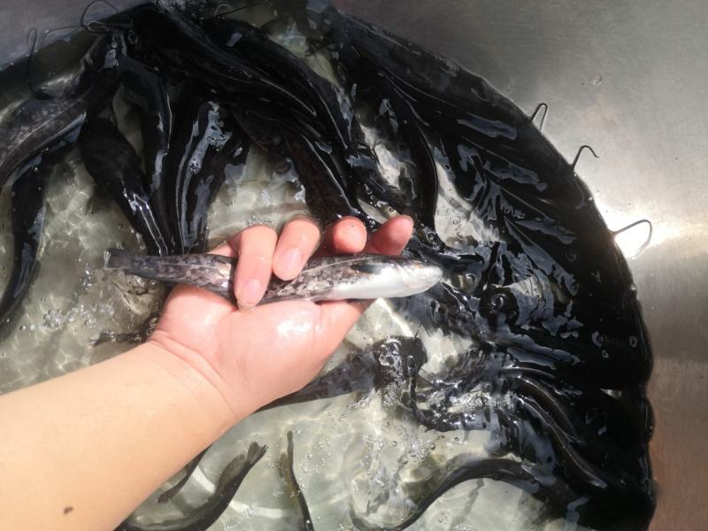 鲶鱼苗，快大良种鱼苗无病无伤易养，场地直销欢迎订购。