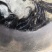 鲶鱼苗，快大良种鱼苗无病无伤易养，场地直销欢迎订购。