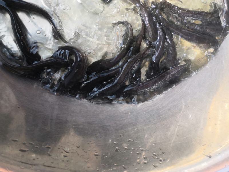 鲶鱼苗，快大良种鱼苗无病无伤易养，场地直销欢迎订购。