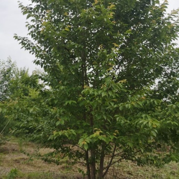 樱花