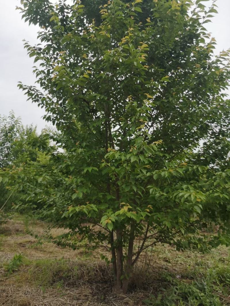 樱花