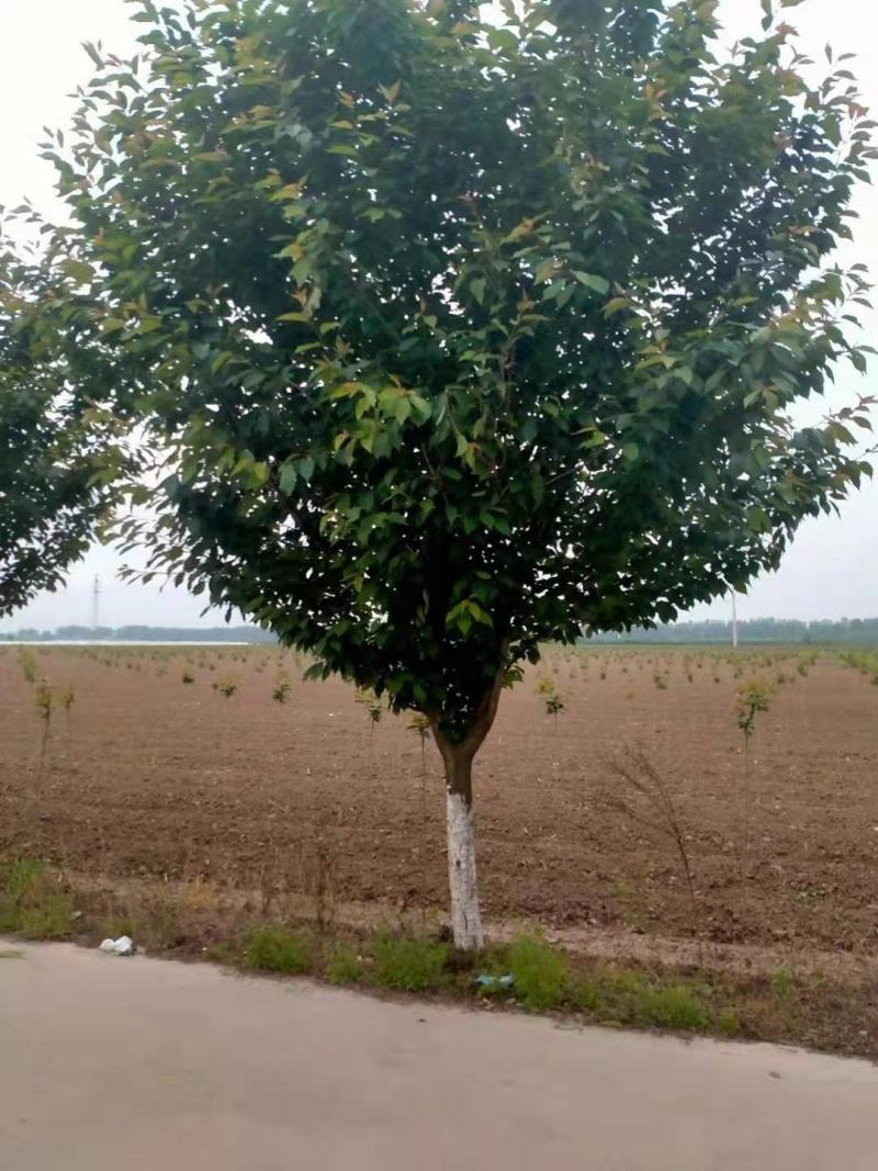 樱花