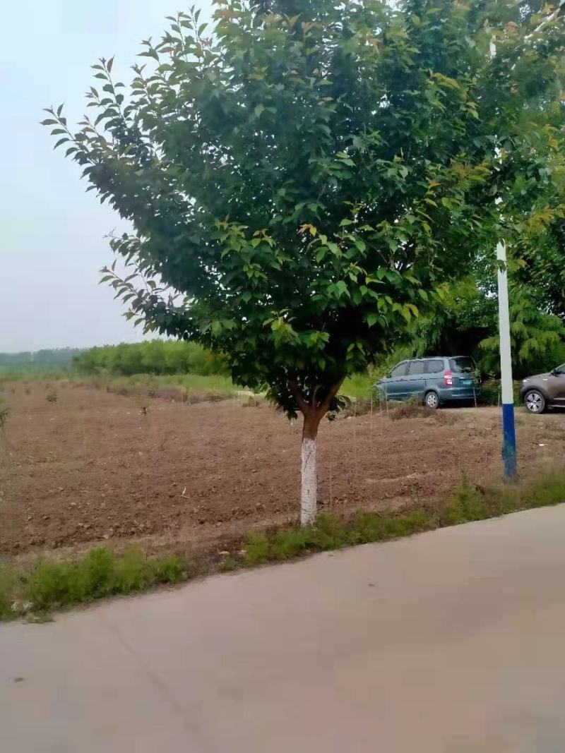 樱花