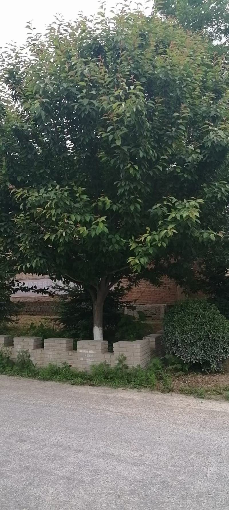 樱花