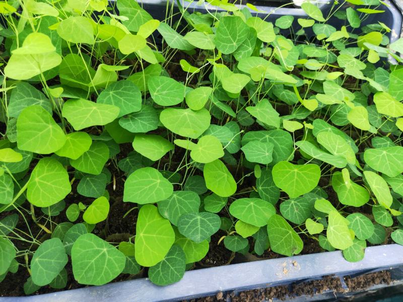 粉防己苗基地直供，收购根茎，欢迎来考察洽谈合作