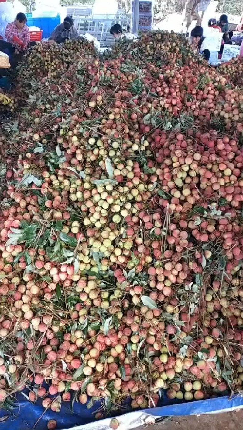 广东省阳西县上洋镇荔枝