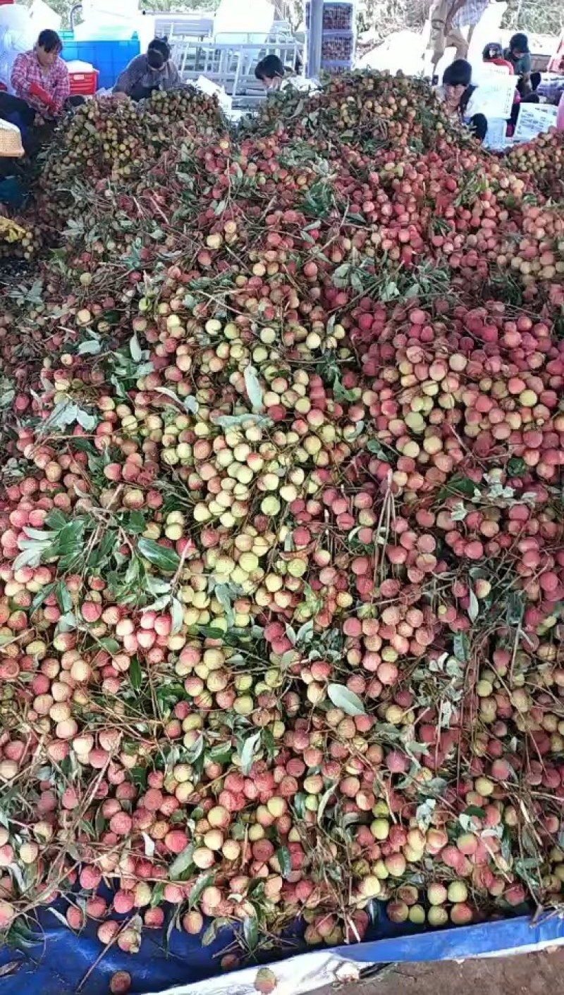 广东省阳西县上洋镇荔枝