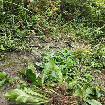 地胆草，原生态野生地胆头，鲜货，下单即摘