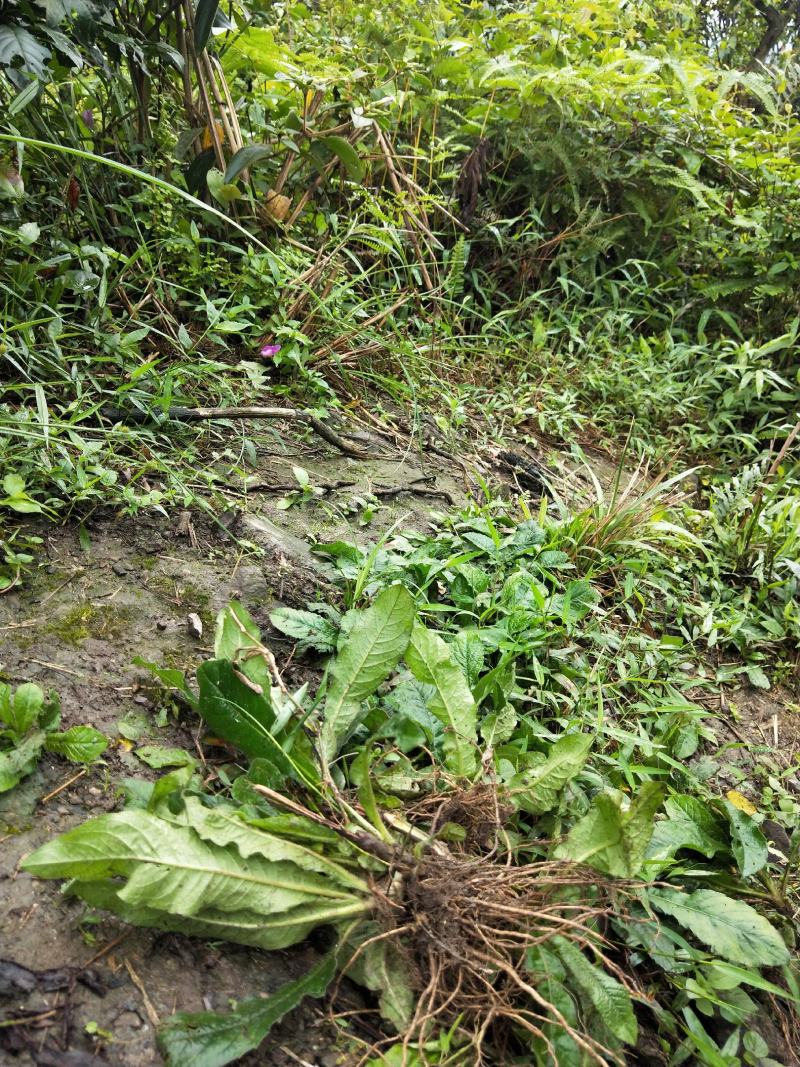 地胆草，原生态野生地胆头，鲜货，下单即摘