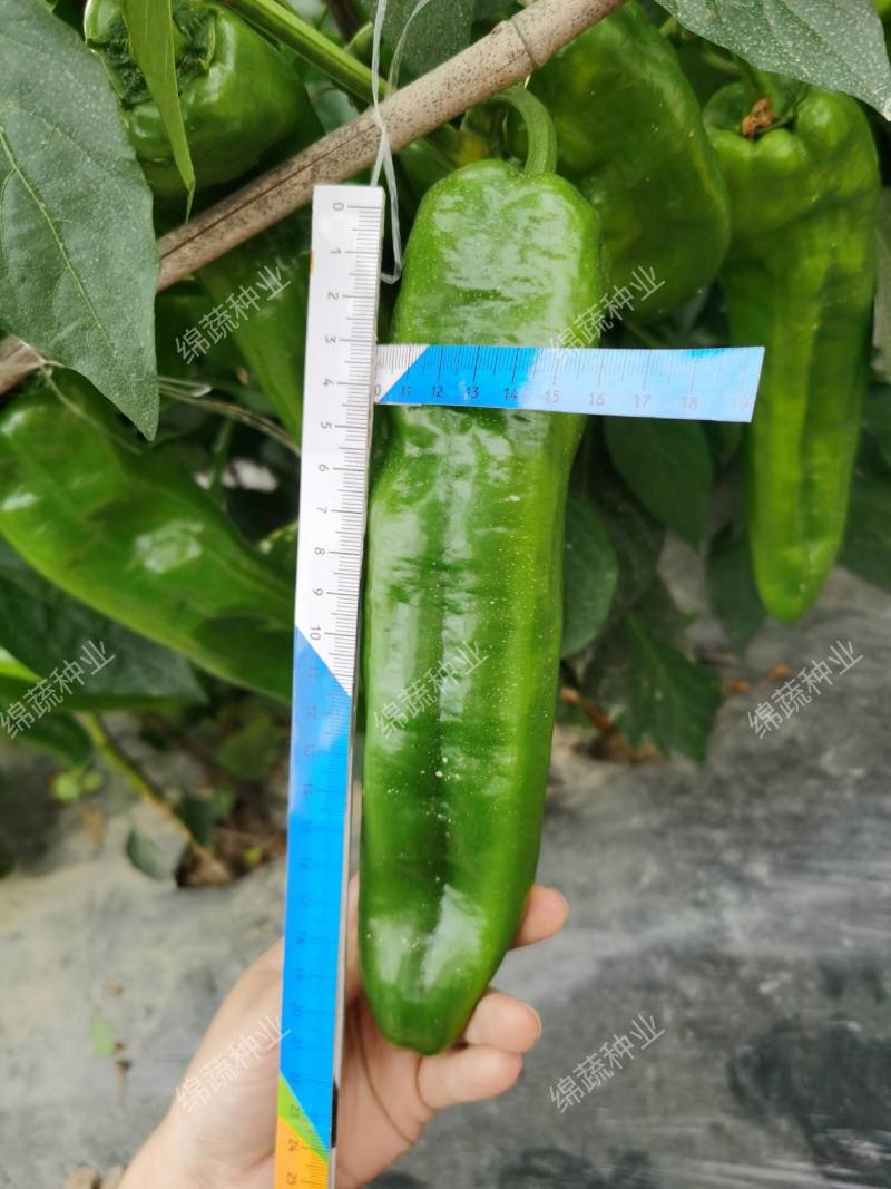 蜀辣岭秀/辣椒种子/泡椒种子/蔬菜种子/绵蔬种业