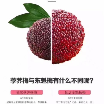 仙居杨梅，东魁杨梅，乒乓杨梅，产地直发，无中间商
