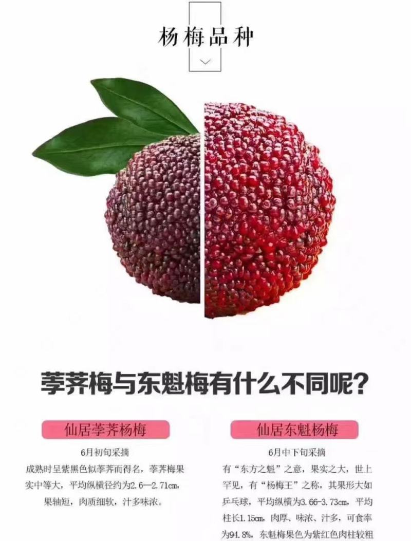 仙居杨梅，东魁杨梅，乒乓杨梅，产地直发，无中间商