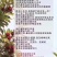 仙居杨梅，东魁杨梅，乒乓杨梅，产地直发，无中间商