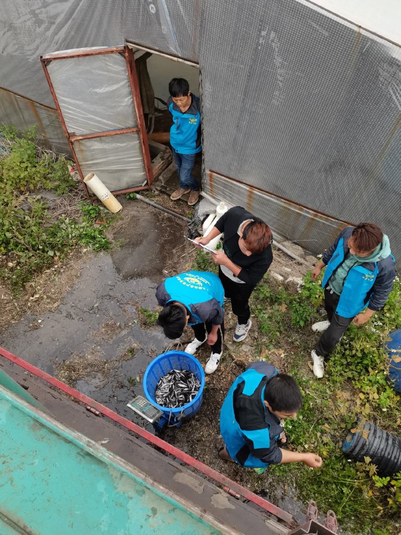 澳洲宝石鲈鱼苗宝石斑鱼苗热带鲈鱼无小刺.技术指导收购