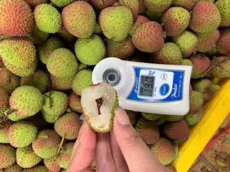 荔枝广西荔枝大量上市欢迎老板前来包果园，质量好价格低
