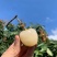 荔枝广西荔枝大量上市欢迎老板前来包果园，质量好价格低