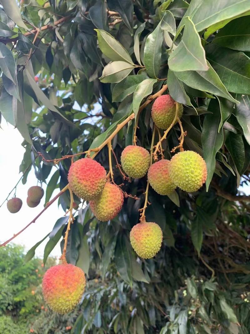 荔枝广西荔枝大量上市欢迎老板前来包果园，质量好价格低