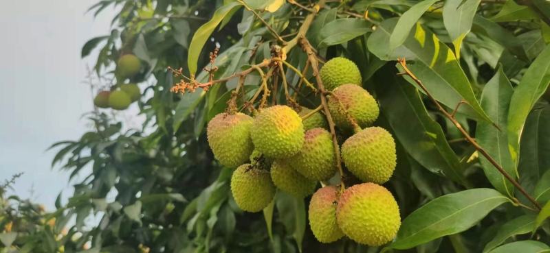 荔枝广西荔枝大量上市欢迎老板前来包果园，质量好价格低