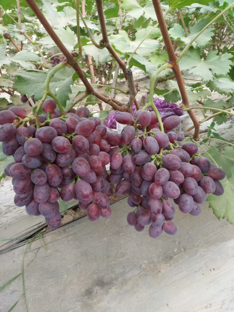 精品葡萄大量供应，口感好，颜色好，果粉好，