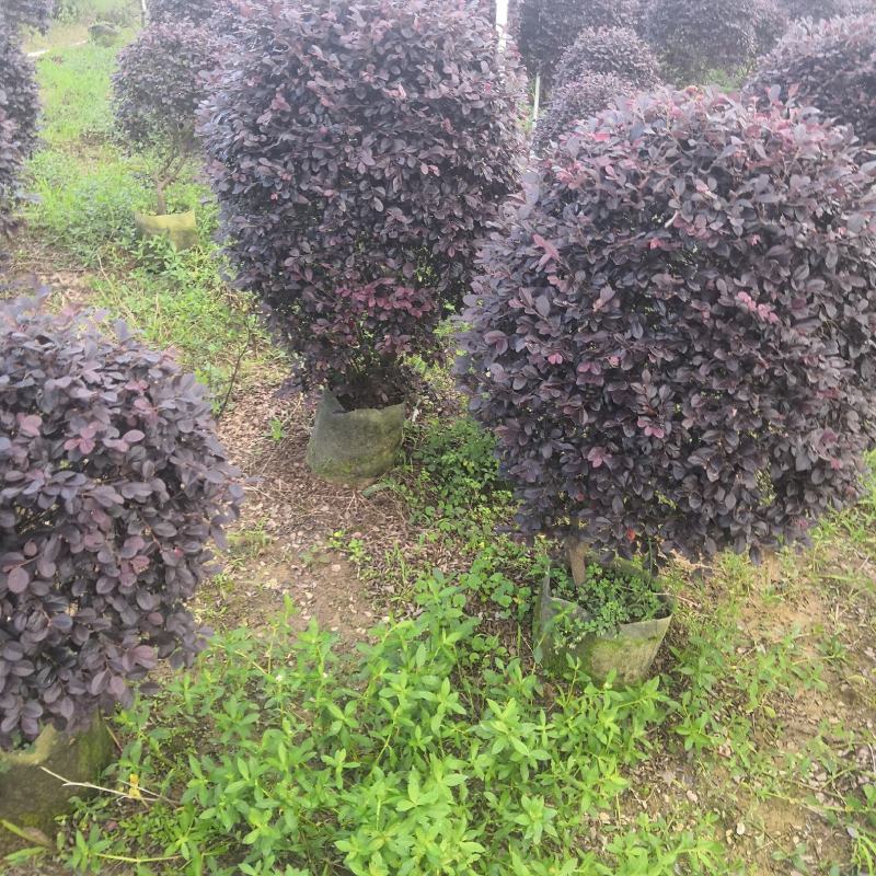 产地直供清地苗红花继木红继木50-120cm实球给价就卖
