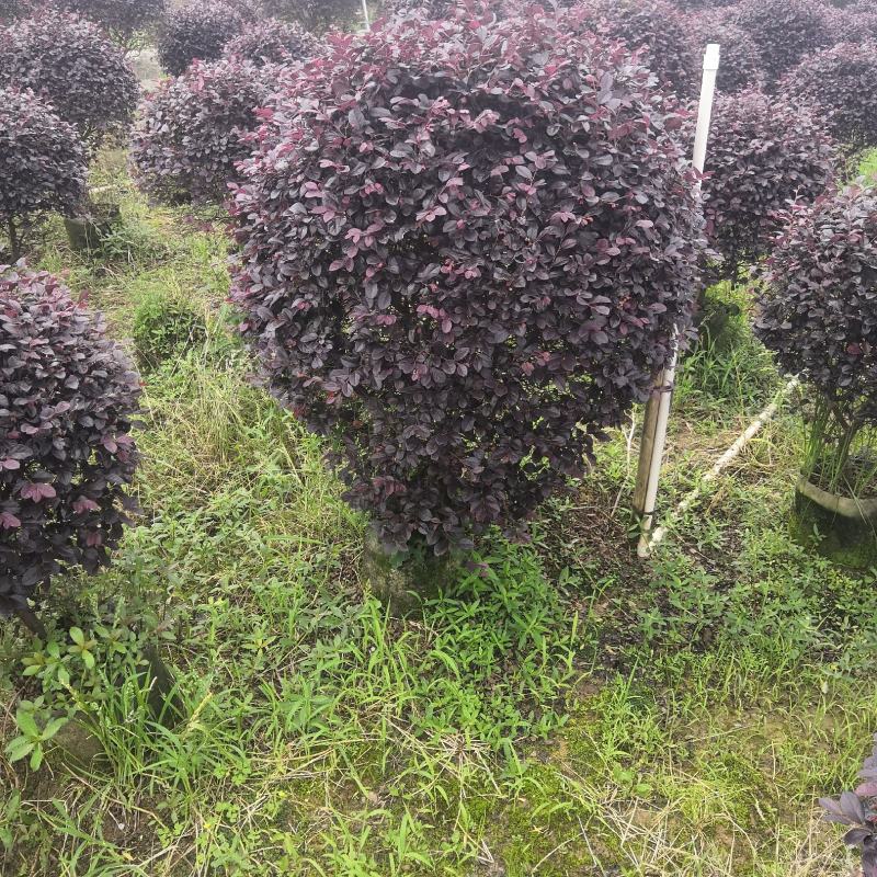 产地直供清地苗红花继木红继木50-120cm实球给价就卖