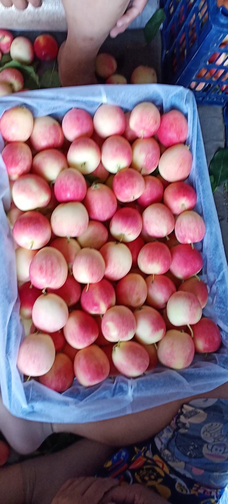 k9小苹果颜色非常鲜艳也叫7月先产量大，口感好