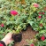 木香花苗爬藤植物浓香庭院花四季好养开花不断木香花