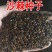 灌木护坡盐碱地沙棘种子南方北方庭院植物绿化苗木盆栽沙
