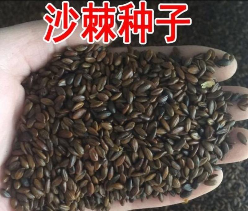 灌木护坡盐碱地沙棘种子南方北方庭院植物绿化苗木盆栽沙