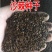 灌木护坡盐碱地沙棘种子南方北方庭院植物绿化苗木盆栽沙