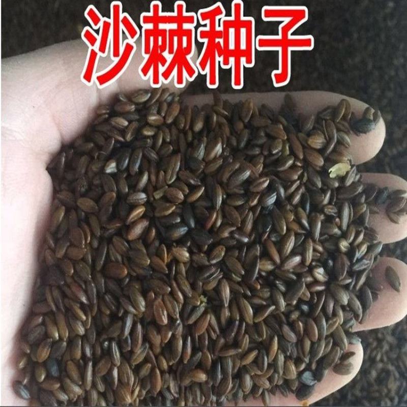 灌木护坡盐碱地沙棘种子南方北方庭院植物绿化苗木盆栽沙