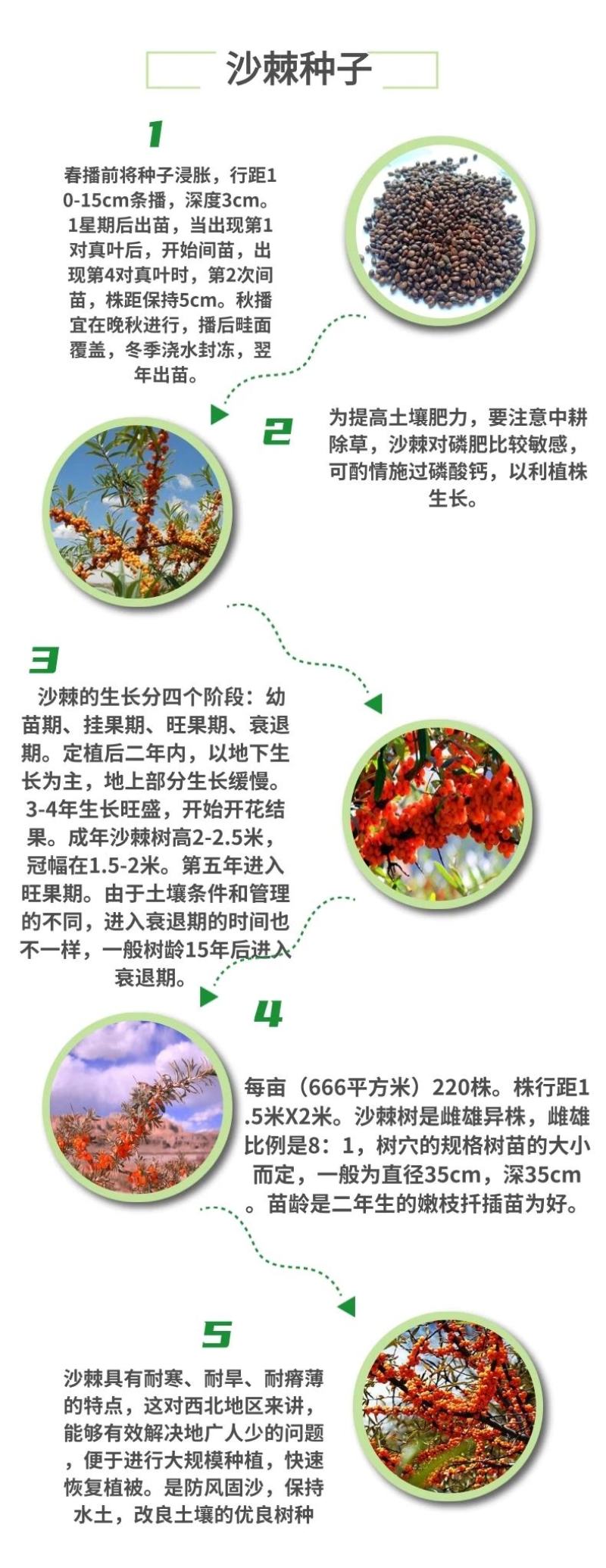 灌木护坡盐碱地沙棘种子南方北方庭院植物绿化苗木盆栽沙