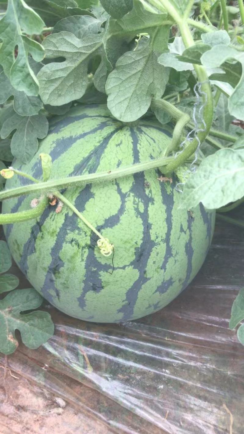 水果