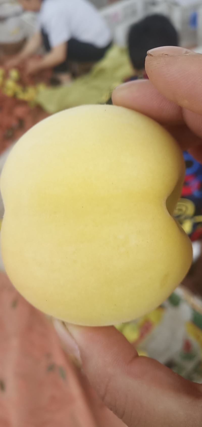 黄金密，黄桃