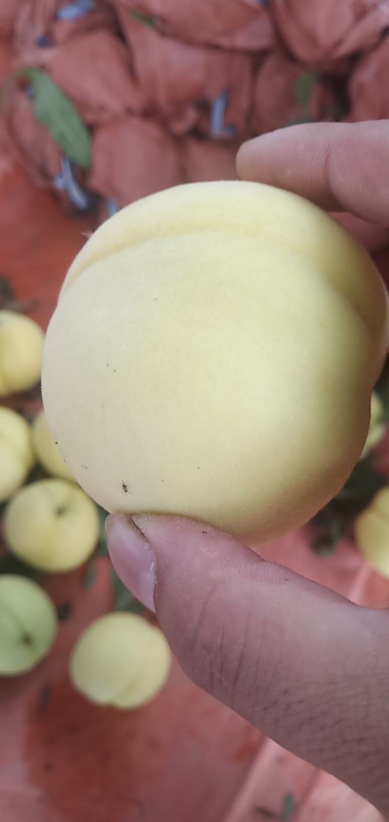 黄金密，黄桃