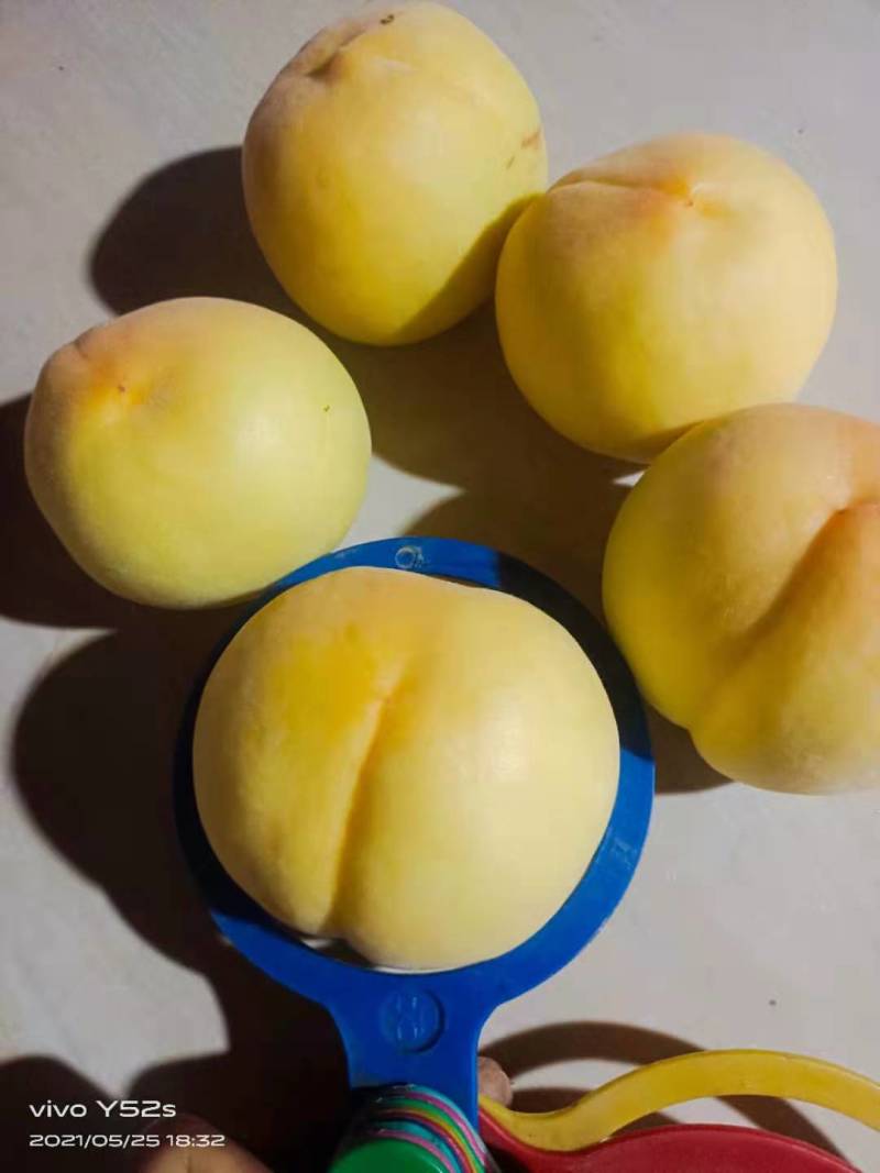 黄金密，黄桃
