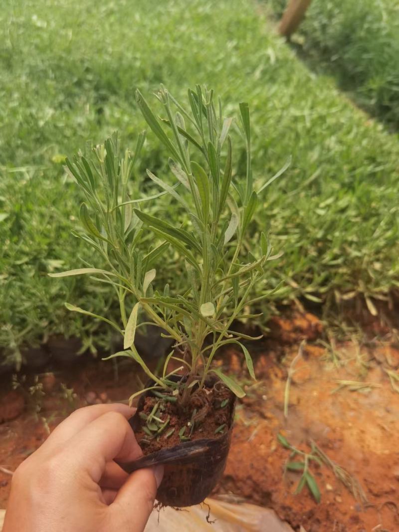 熏衣草小杯苗，25公分高薰衣草，蓬头好薰衣草