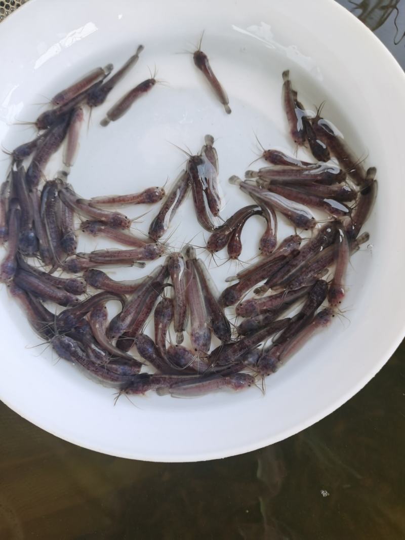 鲶鱼苗塘角鱼苗、胡子鱼苗、三黄塘角鱼、基地直供欢迎咨询订苗！