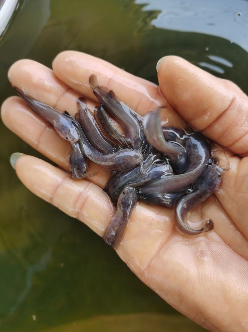 鲶鱼苗塘角鱼苗、胡子鱼苗、三黄塘角鱼、基地直供欢迎咨询订苗！