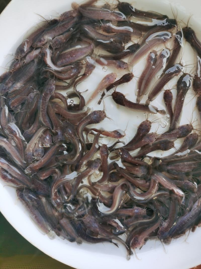 鲶鱼苗塘角鱼苗、胡子鱼苗、三黄塘角鱼、基地直供欢迎咨询订苗！