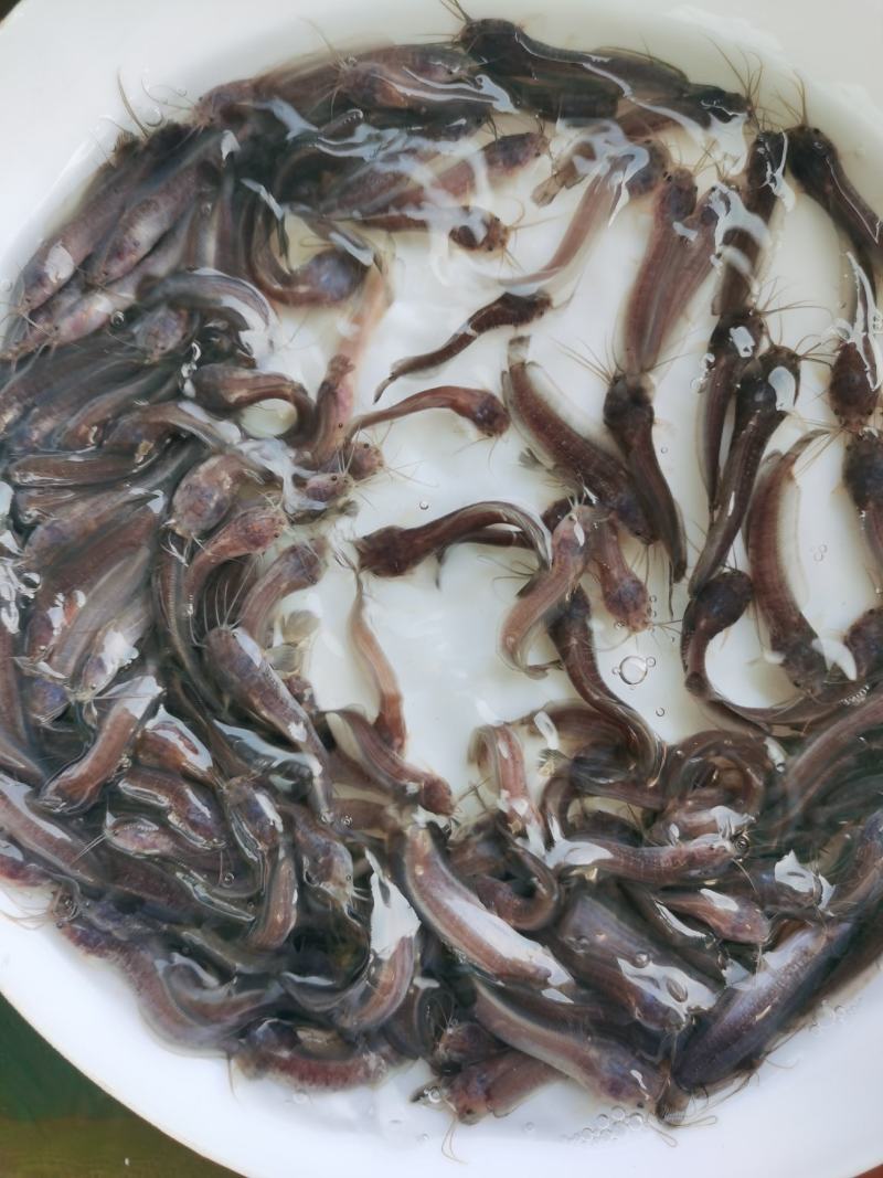 鲶鱼苗塘角鱼苗、胡子鱼苗、三黄塘角鱼、基地直供欢迎咨询订苗！