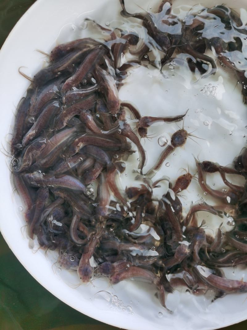 鲶鱼苗塘角鱼苗、胡子鱼苗、三黄塘角鱼、基地直供欢迎咨询订苗！