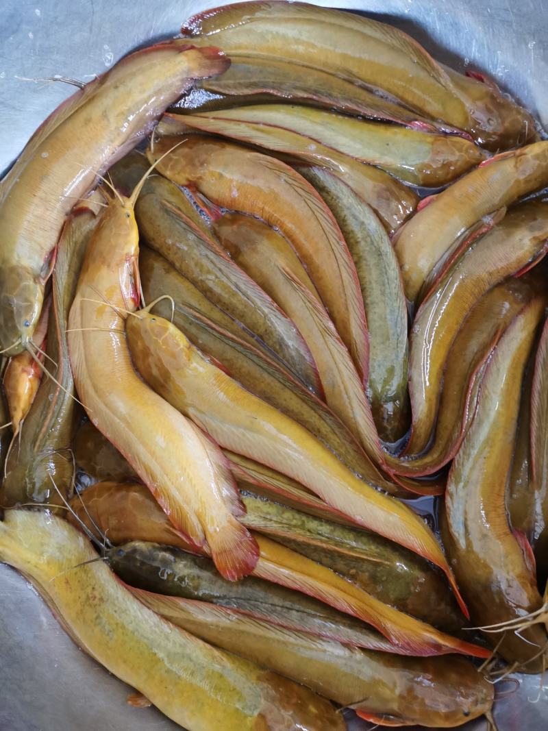 鲶鱼苗塘角鱼苗、胡子鱼苗、三黄塘角鱼、基地直供欢迎咨询订苗！