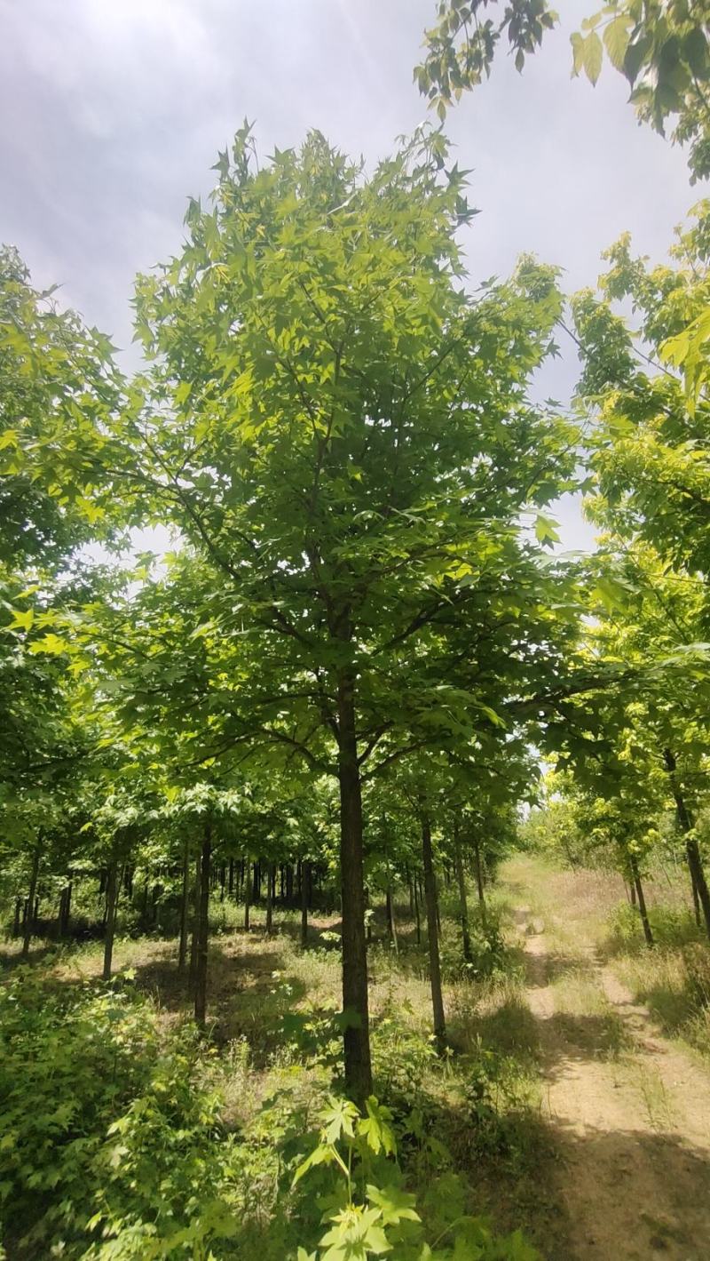 河南供应胸襟5-……-12公分欧洲枫香