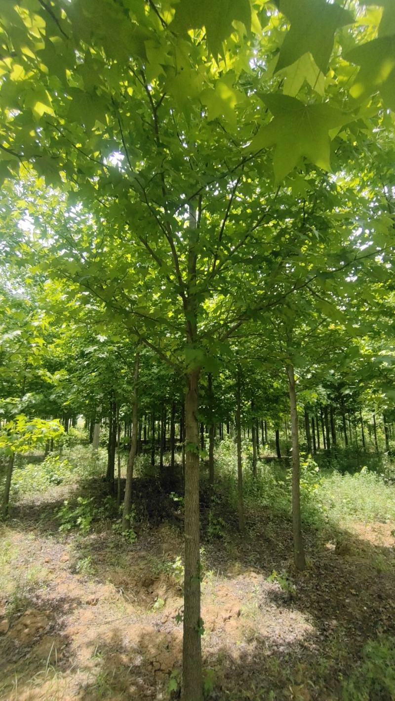 河南供应胸襟5-……-12公分欧洲枫香