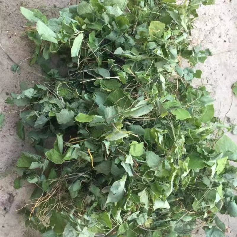 淫羊藿，小叶淫羊藿，小圆叶淫羊藿，商洛淫羊藿
