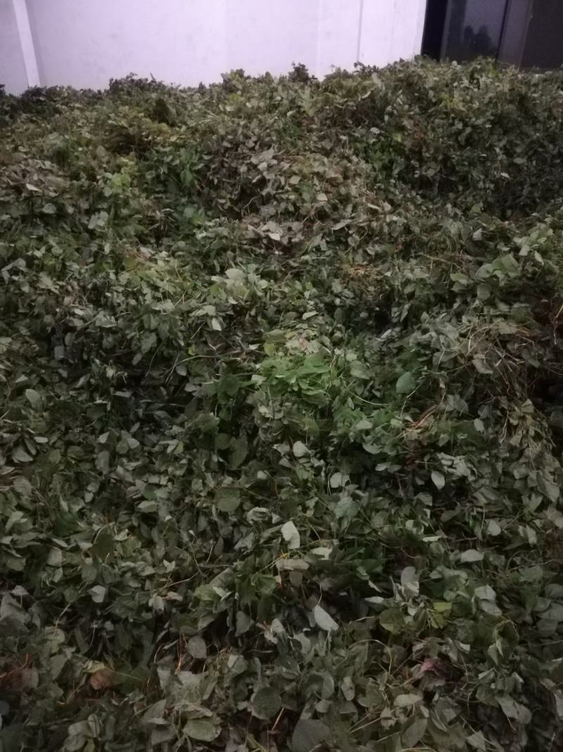 淫羊藿，小叶淫羊藿，小圆叶淫羊藿，商洛淫羊藿