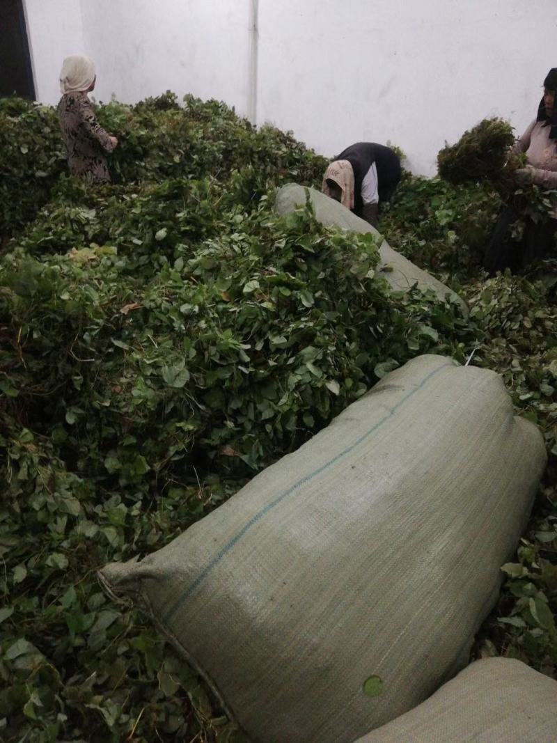 淫羊藿，小叶淫羊藿，小圆叶淫羊藿，商洛淫羊藿