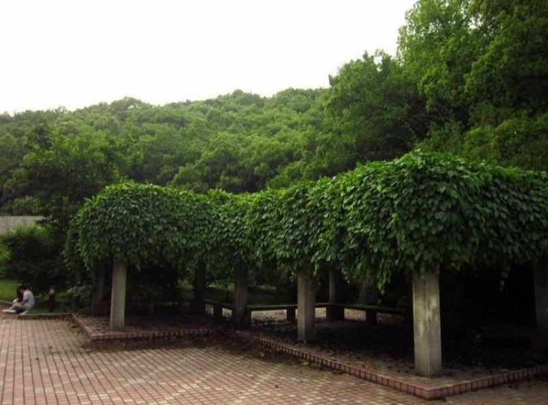 油麻藤种子多年生豆科爬藤乔林灌木蜜源绿化护坡固土景观